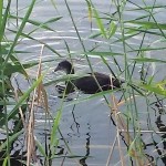 20160728_Waaservogel